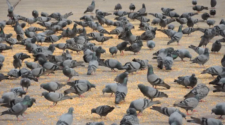 Control of Pigeons