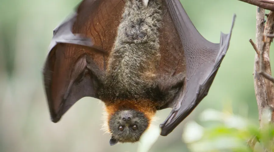 Removal & Control of Bats