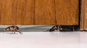 Cockroach Infestations A Major Threat to Retail and Office Spaces