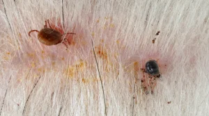 Ticks and Pests